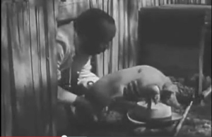 Percy believes his soul is in a pig